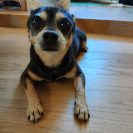 Elvis